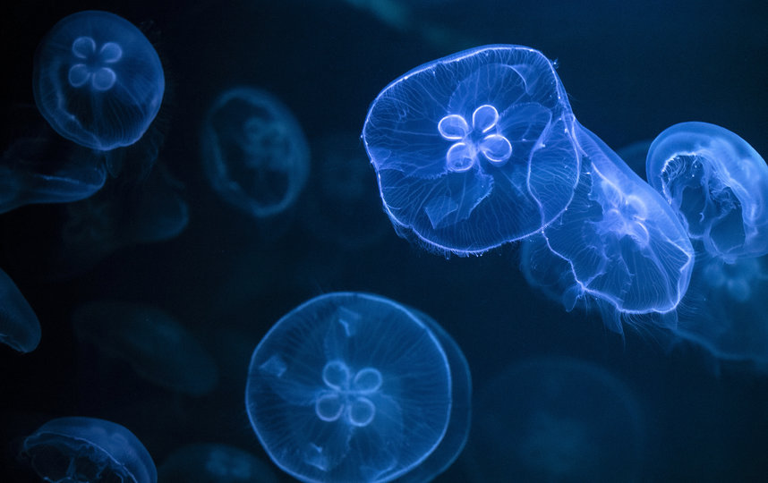 Британские палеонтологи нашли окаменелости самой древней медузы на Земле. Фото Getty
