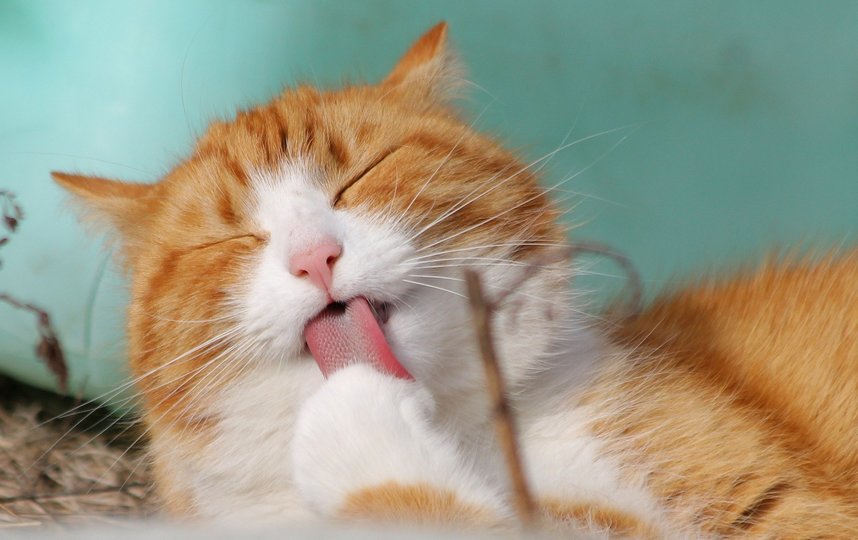8 августа отмечается Всемирный день кошек. Фото pixabay.com