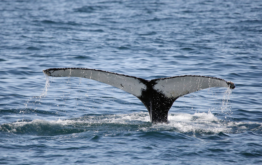 Анализ зрения китов помог в исследовании их эволюции. Фото Getty