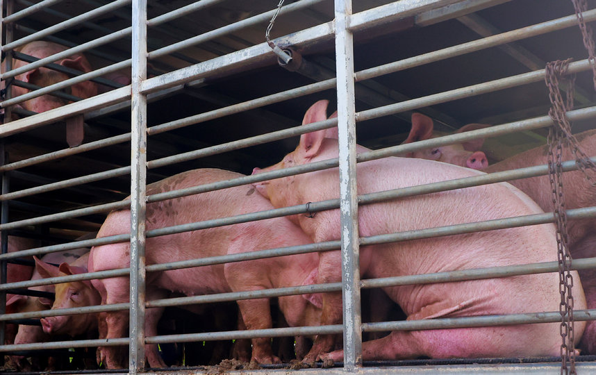 Ученым удалось "оживить" органы свиней спустя час после смерти животных. Фото Getty