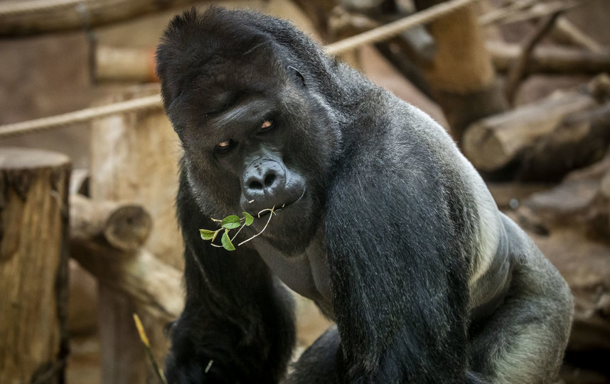 Гориллы в зоопарке изобрели новый вид криков для общения с людьми. Фото Getty