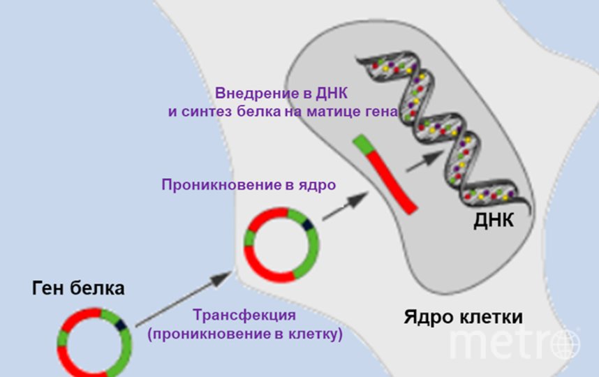 Метод контроля доставки "лечебных генов" в клетки. Фото Дмитрий Жданов, "Metro"
