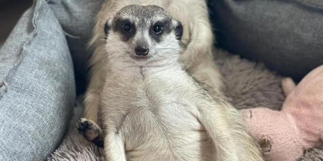 �������� ����� �������.