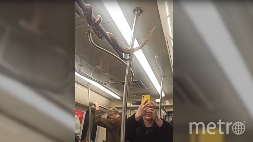 Огромная змея не напугала пассажиров петербургской подземки