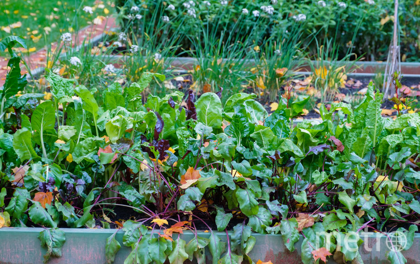 По словам сотрудников Летнего сада, никто из посетителей за фруктами, овощами и травами из царского огорода не охотится. Фото Алена Бобрович, "Metro"