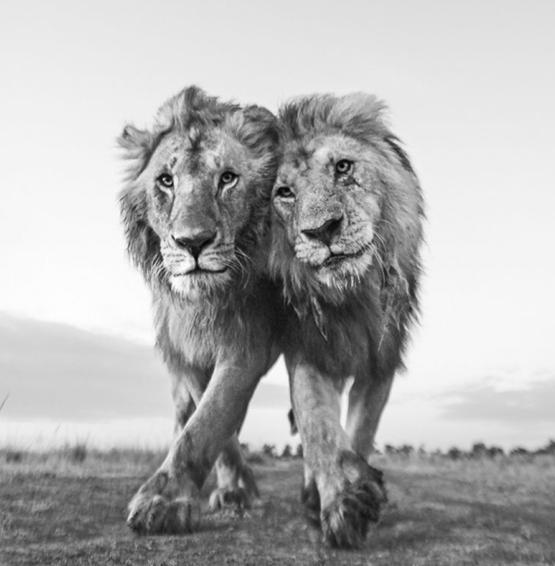 Победитель в номинации "Дикая природа". Два льва, старый и молодой, в Кении. Первый был одним из "Четырёх мушкетёров", которые правили в заповеднике Масаи-Мара. Фото The Nature Conservancy Photo Contest
