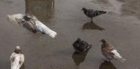 Инфекционист оценил опасность вируса, превратившего голубей в Великобритании в зомби