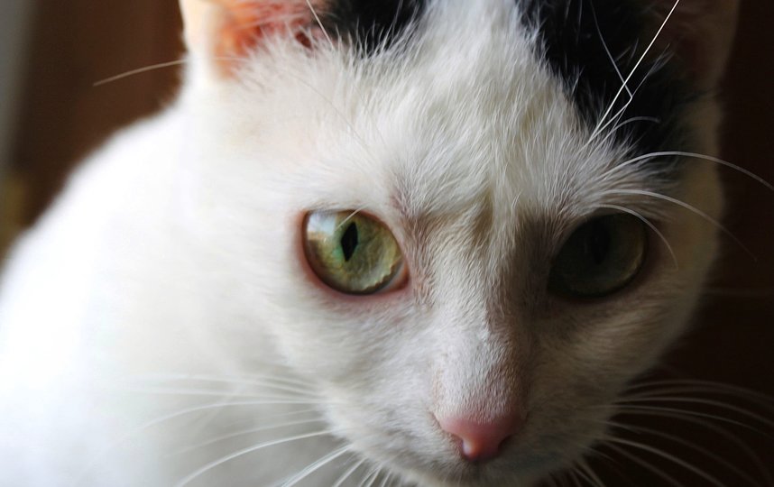 В октябре кошке Легенде исполнилось два года. Фото фото предоставлено приютом "Ржевка"