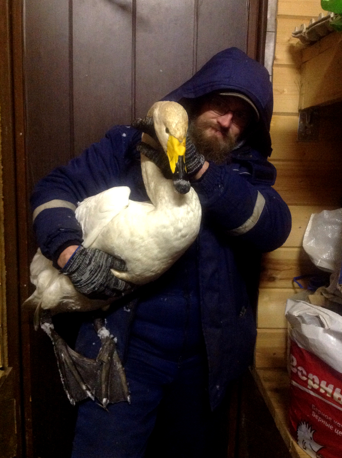 Фермер Александр и его ночной гость – лебедь-кликун | фото предоставлено семьёй Кузьминых. 