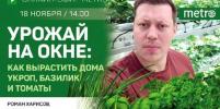 Прямой эфир газеты Metro ВКонтакте: Урожай на окне: как вырастить дома укроп, базилик и томаты
