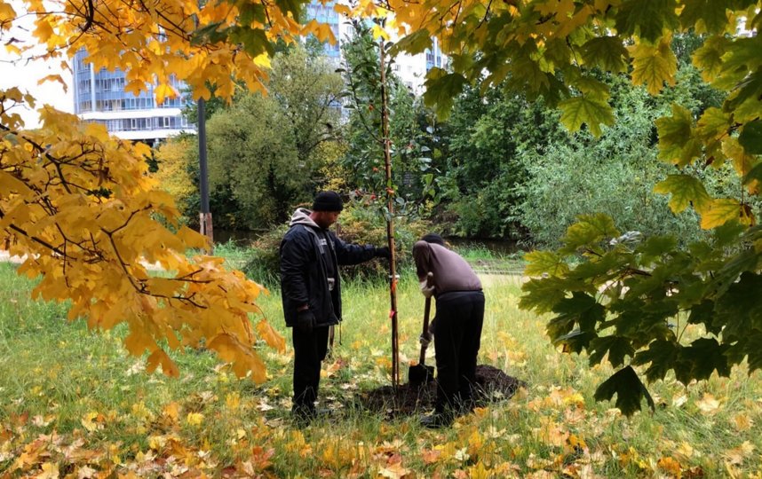 При благоустройстве "Бульвара на Смоленке" сохранили каждое дерево. Фото Группа Василеостровского района ВКонтакте.
