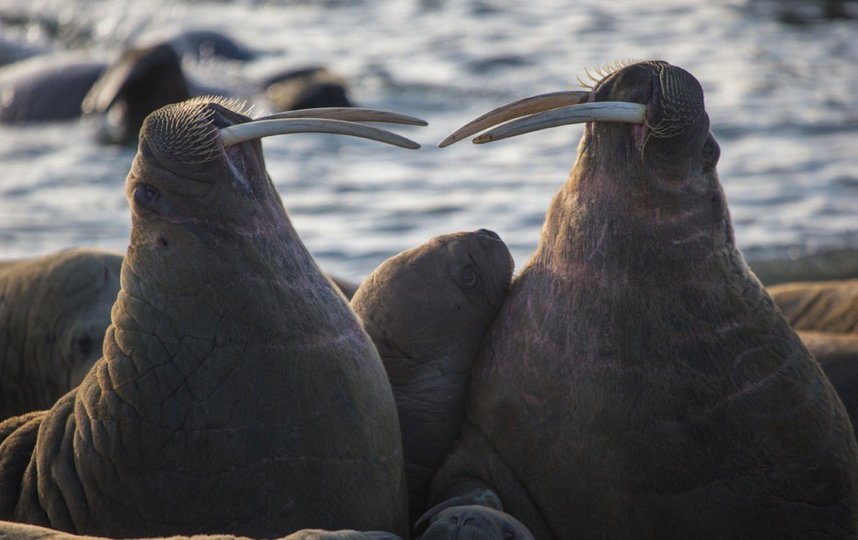 Бивни моржей – это настоящие сабли, и попасть под их удар очень опасно. Фото Николай Гернет