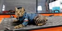 Кошка на Курилах защищает спасателей от Микки-Маусов и стресса