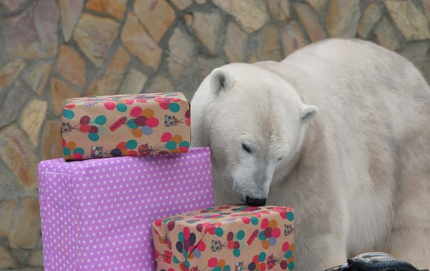 Медведица Хаарчаана открывает подарки в свой день рождения. Фото сайт Ленинградского зоопарка.