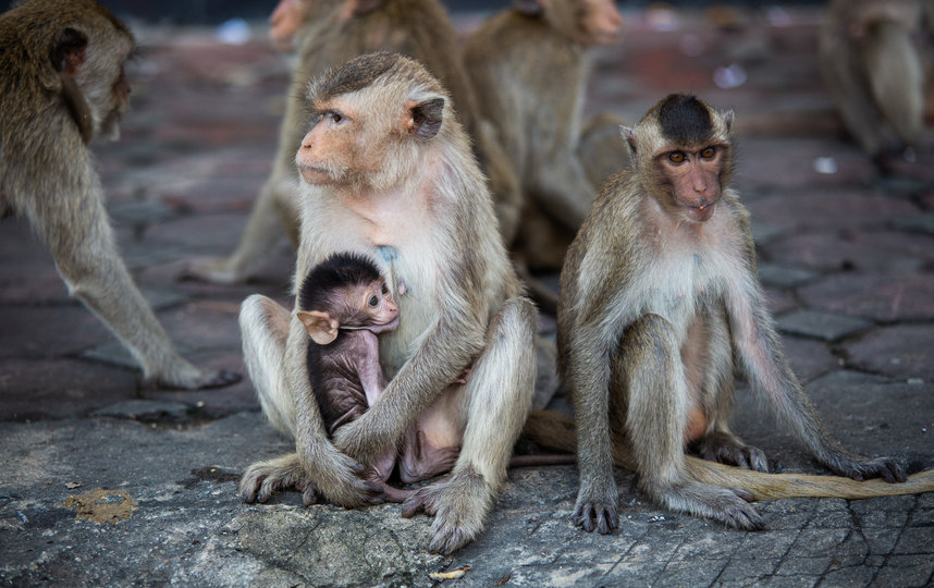 Макак-резус – именно таких обезьян использовали для испытаний. Фото Getty