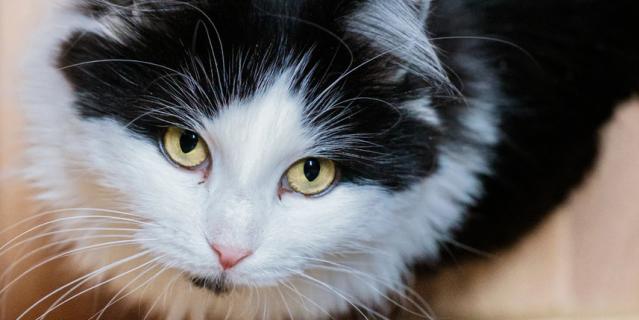 Чёрно-белая кошка с шикарными усами и длинной шерстью в оставшейся пятёрке – настоящий лидер.