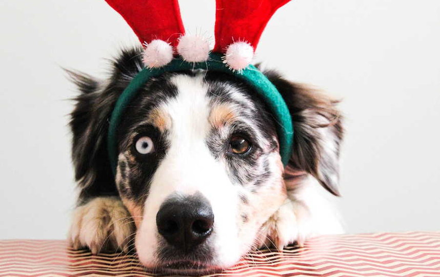 Новогодние праздники становятся для многих собак настоящим кошмаром. Фото piqsels.com