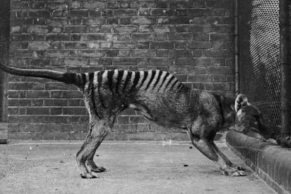 Тасманийский волк, 1930 год. Getty Images. 
