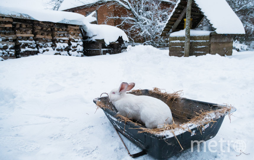 Вяйно Алексеевич признаётся, что кролиководство для него – это не просто хобби, а способ выживания в суровой сельской действительности.. Фото Алена Бобрович, "Metro"