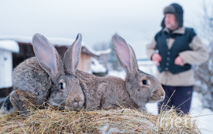 С кроликами будущий священнослужитель познакомился в детстве.. Фото Алена Бобрович, "Metro"