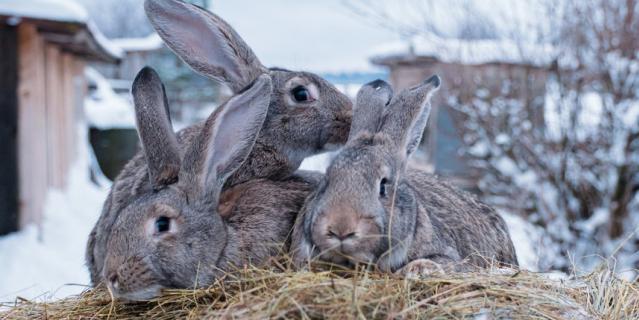 150 кг сена заготавливает пастор Вяйно Куости для 12 кроликов на зиму.