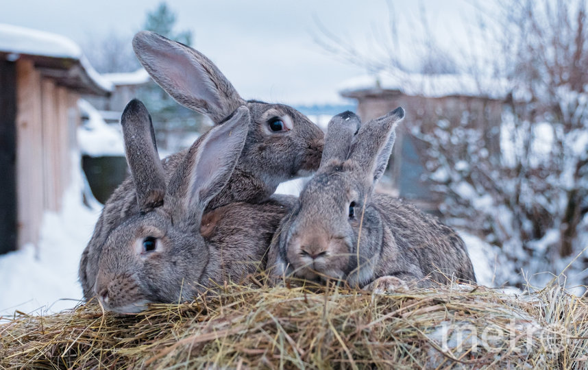150 кг сена заготавливает пастор Вяйно Куости для 12 кроликов на зиму. Фото Алена Бобрович, "Metro"
