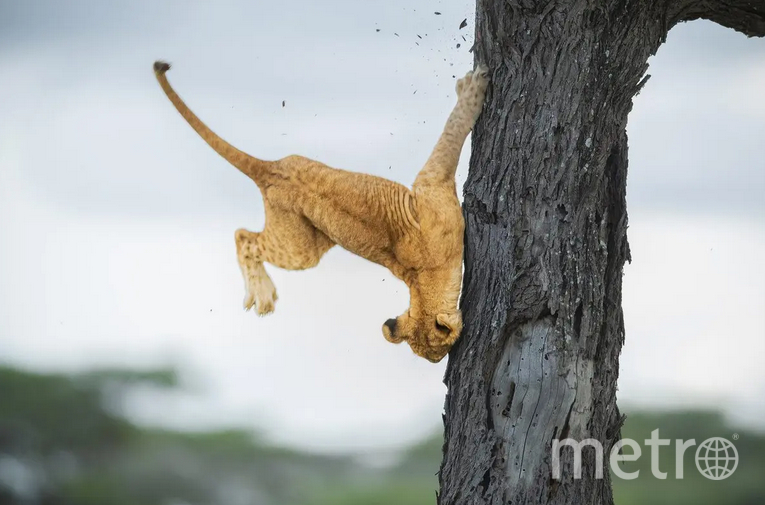 Ежегодную премию Comedy Wildlife Photography Awards 2022 получил падающий с дерева львёнок