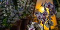 Чего хотят орхидеи: как вырастить дома экзотический цветок