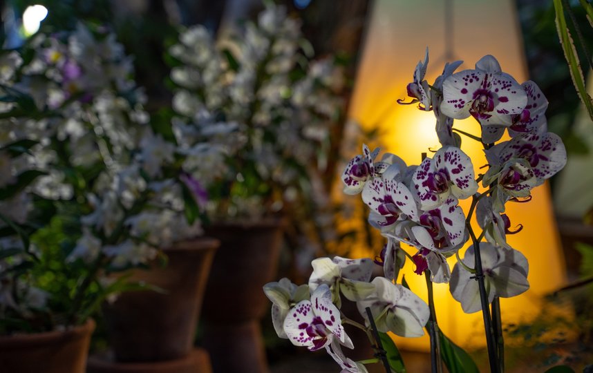 Орхидеи очень капризны в уходе. Фото Ботанический сад