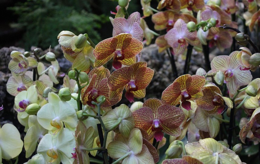 Орхидею называют королевой цветочных растений. Фото Ботанический сад