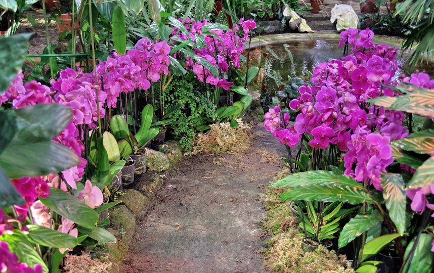 Орхидеям нужен особый температурный и солнечный режим. Фото Ботанический сад