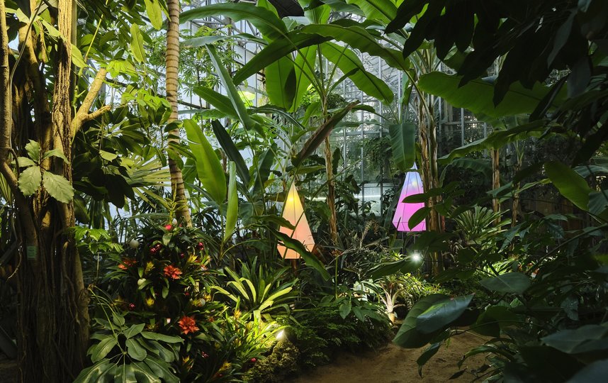 На выставке орхидей в Ботаническом саду можно будет увидеть разные виды растений и узнать, как о них заботиться. Фото Ботанический сад