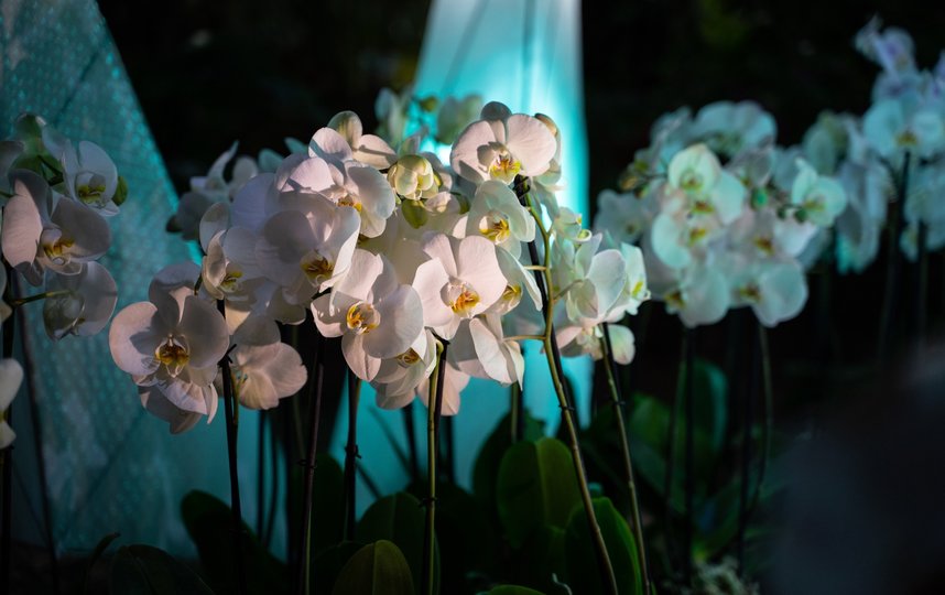 Орхидея капризна в уходе. Фото Ботанический сад