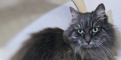 ����� ���� �� ������ "������" �������� ����� ��� ����