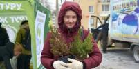 Реанимация хвойных: петербургские экоактивисты спасают новогодние ели