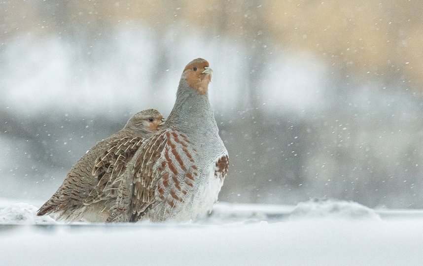 В Красногвардейском районе Петербурга запускают зимние орнитологические экскурсии. Фото vk.com/krgv_live