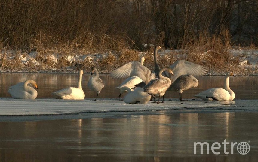 Лебеди на Вуоксе. Фото предоставлено Павлом Глазковым, "Metro"
