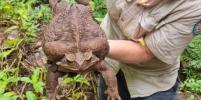 В Австралии нашли самую большую в мире жабу