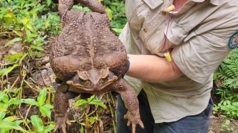 В Австралии нашли самую большую в мире жабу. Фото соцсети
