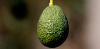 Диетолог Королева рассказала о неожиданной пользе авокадо