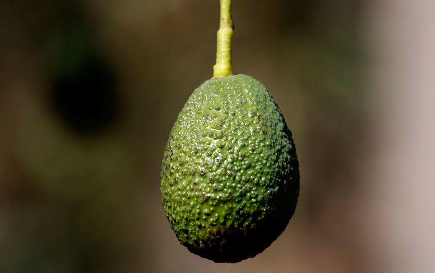 Диетолог Королева рассказала о неожиданной пользе авокадо. Фото Getty