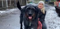 Петербурженка стала лучшим другом для одной из самых крупных собак приюта 