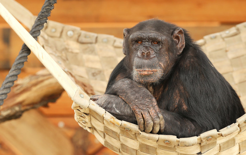 "Словарь человекообразных" поможет людям и высшим приматам объясняться. Фото Getty