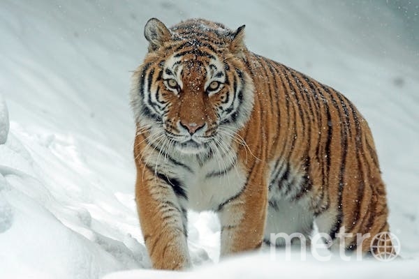 Из-за чего в России участились случаи нападения амурских тигров на животных и людей