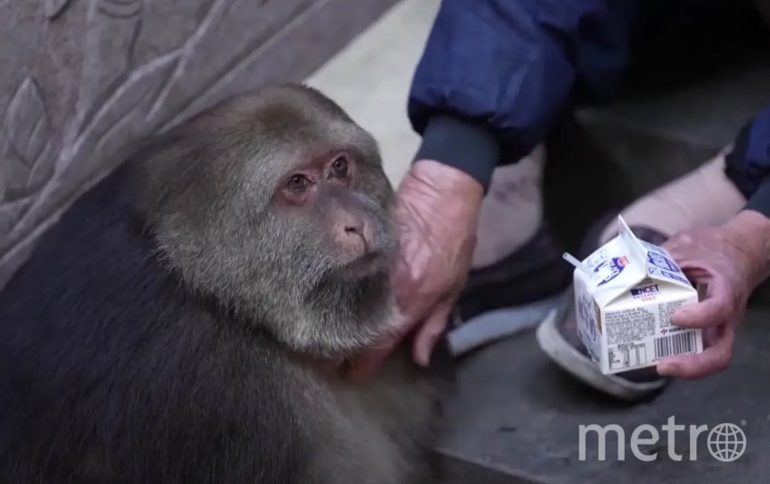 Китайская обезьянка с ампутированной передней лапкой покоряет просторы Интернета