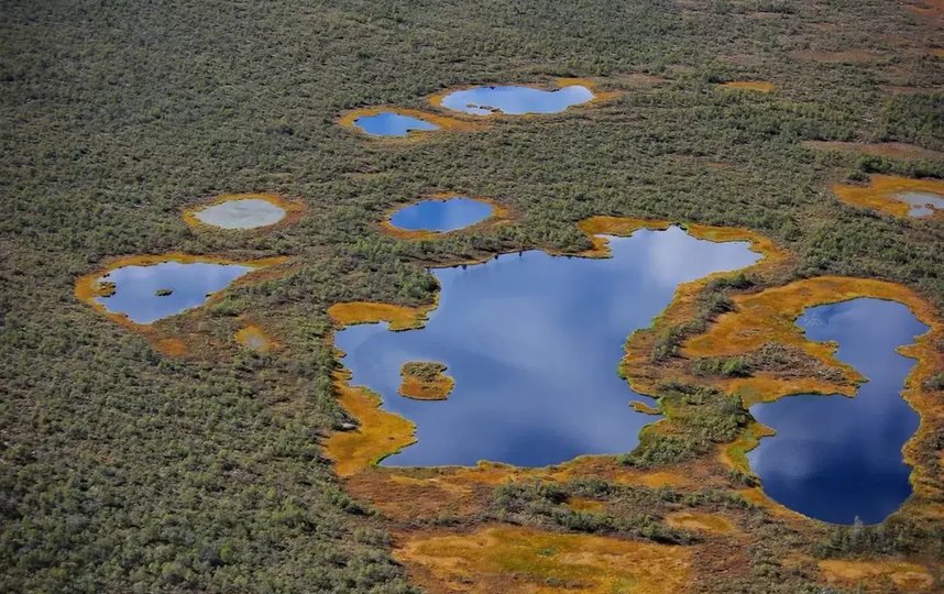 Васюганские болота являются самыми большими в мире. Фото Росзаповедцентр