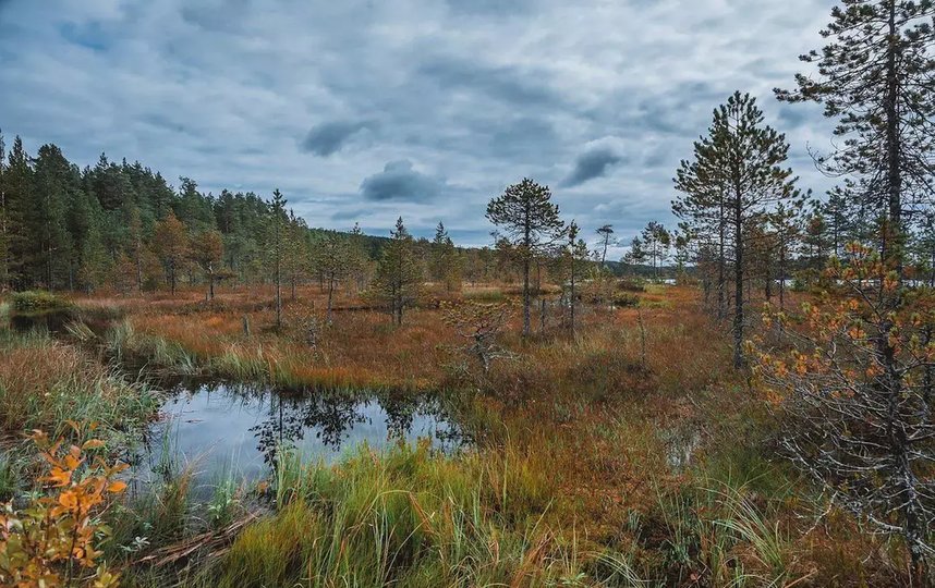 Мшинское болото. Фото Росзаповедцентр