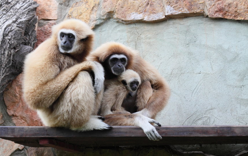 Одно из проявлений любви у приматов – груминг. Фото пресс-служба Ленинградского зоопарка.