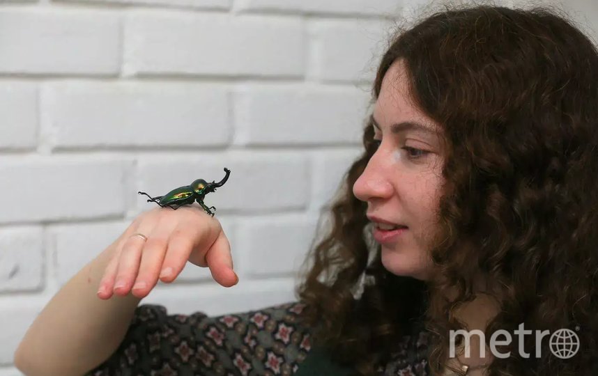 Москвичка разводит в своей квартире разноцветных африканских жуков