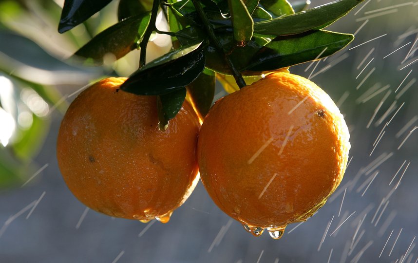 Апельсины дорожают из-за болезни деревьев во Флориде и проблем с погодой в Бразилии. Фото Getty